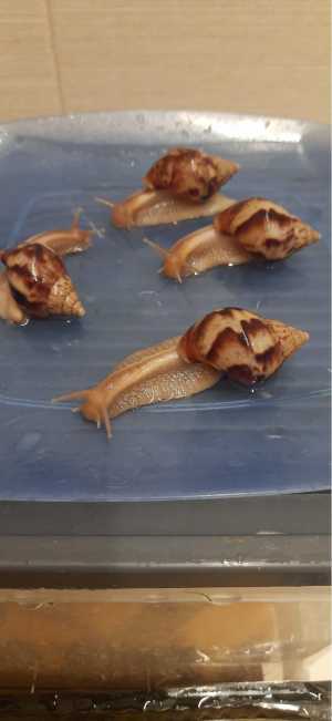 Улитки ахатины