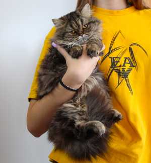 Шотландский котенок девочка