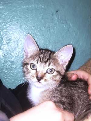 Продаю кота