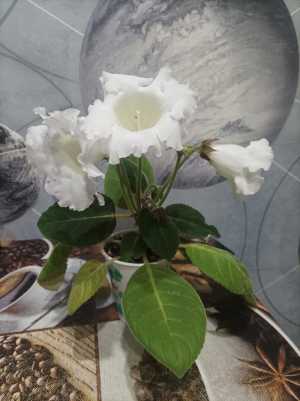 Глоксиния белая цветущая