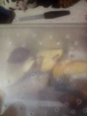 Улитка ахатина