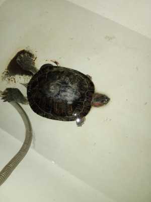 Красноухая черепаха ?