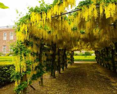 Бобо́вник - Золотой дождь