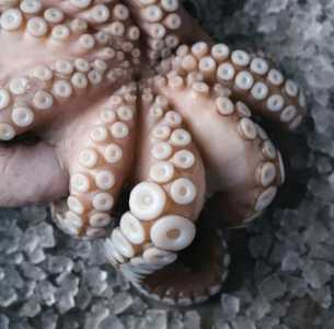 Осьминог Марокко