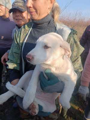 Породистые щенки