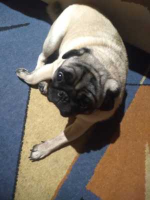 Очень чуткий мальчик