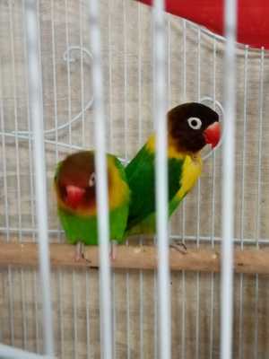 Продаю птиц 6т.р.торг.