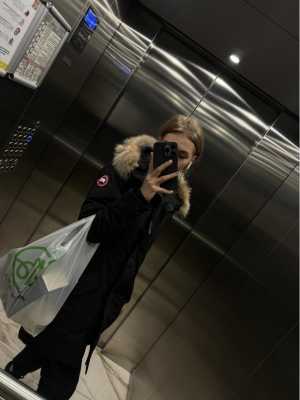 Canada goose