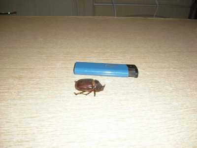 Жук носорог мумия