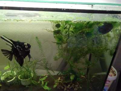 Рыбки аквариумные