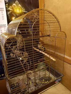 Птица дубонос