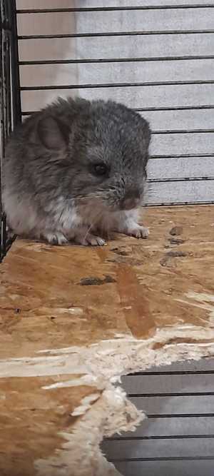 шиншилленок