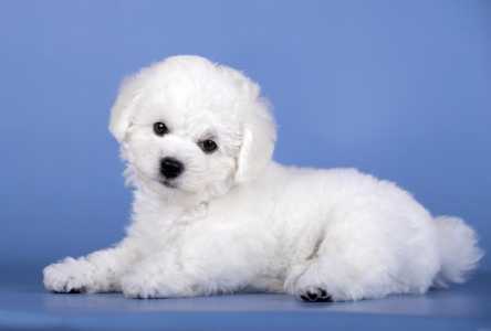 Щенки Бишон Фризе питомник SNOW WHITE LAMB