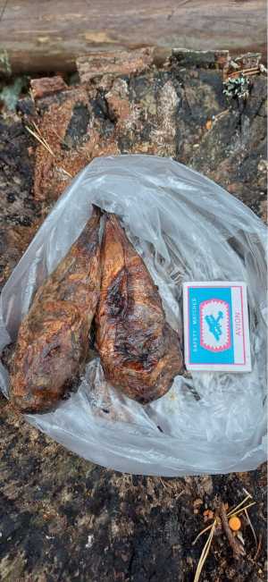 бобровая струя