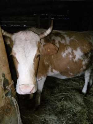 Продаются четыре коровы и одна тёлка