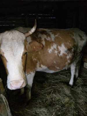 Продаются четыре коровы и одна тёлка