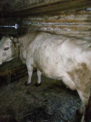 Продаются четыре коровы и одна тёлка