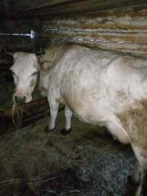 Продаются четыре коровы и одна тёлка