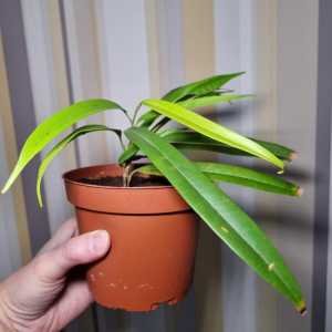 Фикус иволистный Али