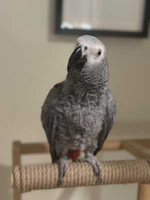Попугай Жако