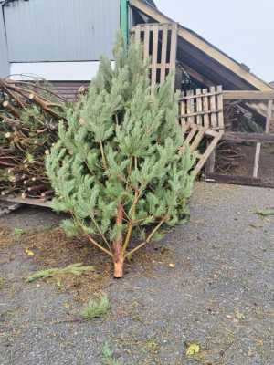 Сосна новогодняя оптом