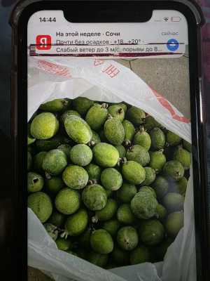 Фейхоа со своего огорода