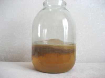 Чайный гриб