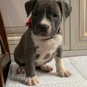 ������� ����� ���