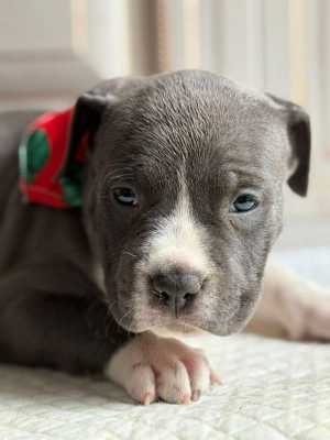 ������� ����� ���