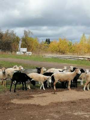 Продажа овец.