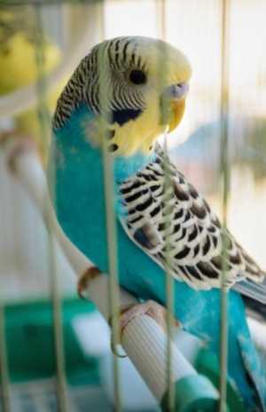 Волнистый попугай Радужный Корелла