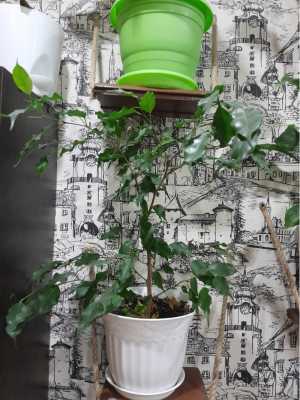 Фикус бенджамина