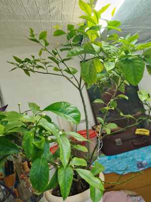 Лимон Павлова