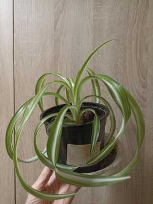 Комнатный цветок Хлорофитум хохлатый