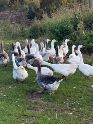 Гуси утки