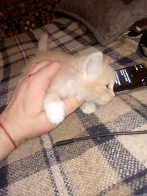 Котята рыжие