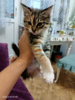 Отдам котят в добрые руки