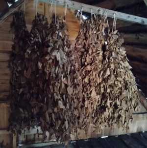 Березовые веники