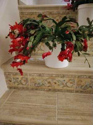 Красота для сердца