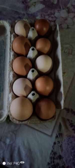 Яйца куриные домашние