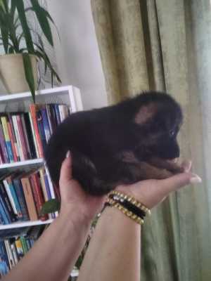 Немецкие овчарки