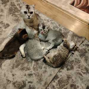 Девочки 2000тр мальчик1000тр