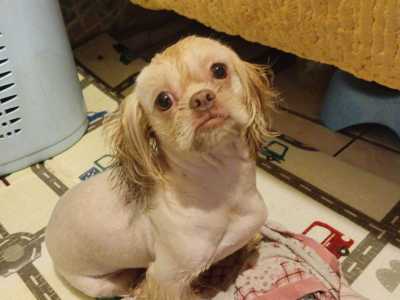 Щенок шит-цу