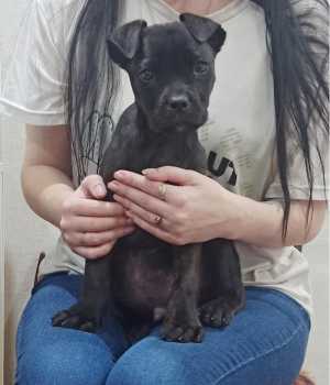 Щенок Кане Корсо