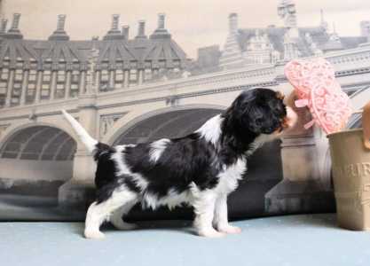 ������� ���� ������ ��������