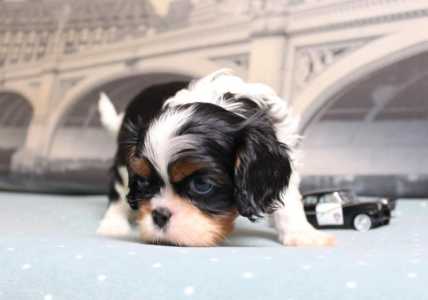 ������� ���� ������ ��������