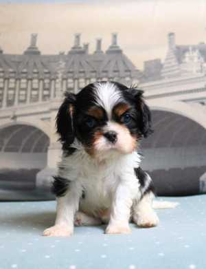 ������� ���� ������ ��������