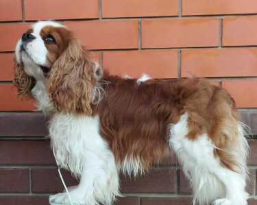 ������� ���� ������ ��������