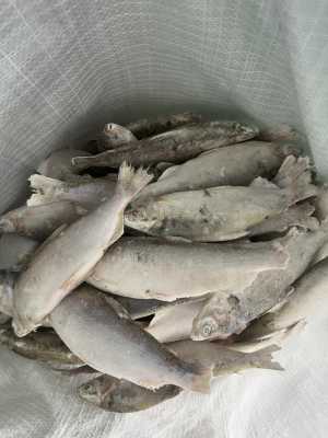 Пелядь свежемороженая