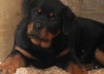 перспективные щенки ротвейлера